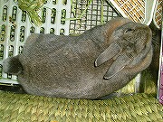 「真上からユリナ」　やはり妙～なブッタイ・・・。