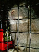 「野性化」ユリナ！！！おやつをおくれぇ～～～～！