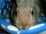 ユリナの「おねだりポーズ☆」撫で撫でして欲しいのぉ～☆