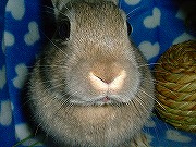 「遊んで欲しいの光線」発射～☆