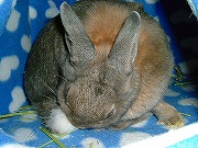 せっせこせっせこ♪身だしなみは大切よねっ♪♪♪