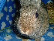 【ばに～☆ふらっしゅ】ユリナ００６