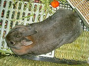 真上から「ユリナ」さん。結構「変」かも・・・。