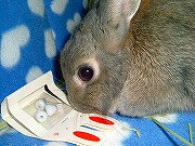 「まめうさ」ぺろぺろり~~~ん♪(舐めるユリナ