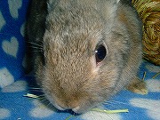 『ヤンキーうさぎがゆく！』ユリナ００１