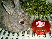 Ｈａｐｐｙ　Valentine　☆　ユリナからチョコレートマフィンです(*^⊥^*)