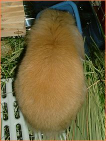 今、 食べるのに 忙しいのぉ～ 「あとでネ！」