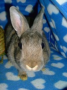 『ユリナさんハウス２００５冬』でのんびり～なワタクシ♪