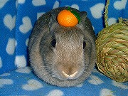 Ｈａｐｐｙ　Ｎｅｗ　Ｙｅａｒ　～☆　お約束のユリナ鏡餅・・・。