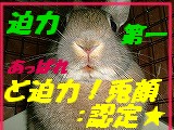 『どアップうさぎがゆく！』大迫力～！な兎顔であることを認定いたします☆.gif