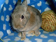 『ヤンキーうさぎがゆく！』ゆりな００２