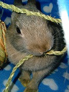 『ユリナさんハウス２００５冬』でガジガジするワタクシ♪