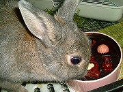 ポルテちゃんからのVDチョコ・・・。ユリナは残念だけど食べられないの～