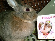 ポルテちゃんのフォトカード☆クンクン(匂いを確認ちぅ)