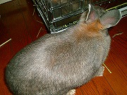 ユリナの後姿（笑