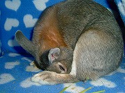 ちょっと失礼！こそこそ堂々？と食糞ちぅ♪♪♪