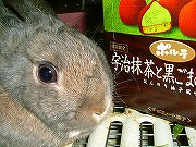 「お菓子のポルテ:宇治抹茶と黒ごまのショコラ」 ん~??? なぁに~?これって???