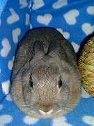 『ユリナさんハウス２００５冬』で餅となるワタクシ♪