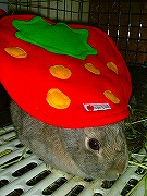 「いちごのおふとん」のっけ♪