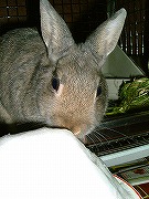 初めての「雪」です♪ぺろぺろぺろ～～～♪♪♪