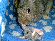 みゅみゅみゅ？くんくん。。。（匂いを確認ちぅ♪