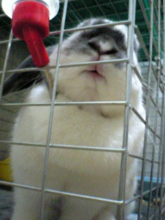 『どアップうさぎがゆく！』サンちゃん～♪