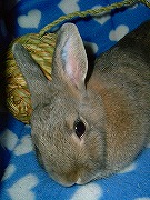 『ユリナさんハウス２００５冬』で寝ているワタクシ♪