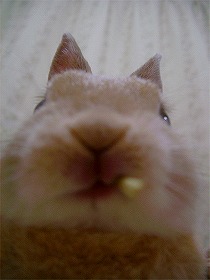 『どアップうさぎがゆく！』天（そら）くん～♪