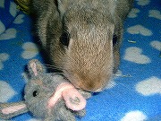 これは！美味しいじょ！「みに☆ゆりな」ら～♪