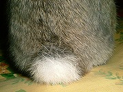 ユリナの自慢の「ぴこぴこ・しっぽ☆」