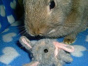 おおおお！これはまさしく「みに☆ゆりな」！！！