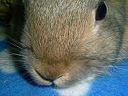 【ばに～☆ふらっしゅ】ユリナ００３