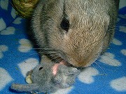 「みに☆ゆりな」美味し！ぺろぺろぺろぺろ～♪♪♪