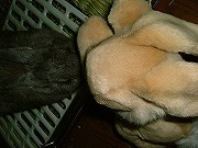 ちょっと～～～！　なによぉう！？　コレって一体？？？