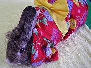 ナースうさぎのあーちゃん【ばに～☆ふらっしゅ】０１