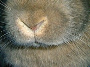 『どアップうさぎがゆく！』ユリナのどアップ００８