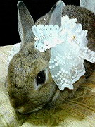 【ばに～☆ふらっしゅ】こはるチャン００１