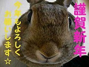 こはるチャンからの「年賀状」