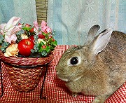 【ばに～☆ふらっしゅ】こはるチャン００２