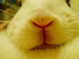 『どアップうさぎがゆく！』さくらチャン～♪