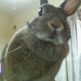 『どアップうさぎがゆく！』こはるさん～♪