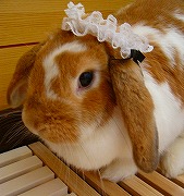 【ばに～☆ふらっしゅ】ポルテちゃん００１