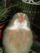 「ぶちゃいくユリナがゆく！」００６