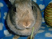 遊んで欲しいなぁ～♪　撫で撫でして欲しいなぁ～♪