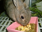 ぱっくんぱっくん♪食欲旺盛！健康ユリナ♪♪♪