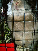 野性のゆりな「おやつをおくれぇえええええええ！」