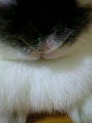 【ばに～☆ふらっしゅ】サンちゃん００１