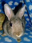 「ぴっこ～～～～～～～ん」みゅみゅみゅ・・・。何か察知！