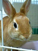 【ばに～☆ふらっしゅ】しぃちゃん００１