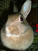 領民（ぱぱ）の動きが気になるユリナ！！！